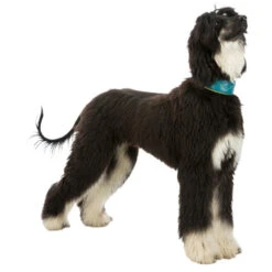 Trixie Active Comfort Anti-trek Windhondenhalsband -Trixie || ROYAL CANIN || Advance Verkoop trixie active comfort anti trek windhondenhalsband 3