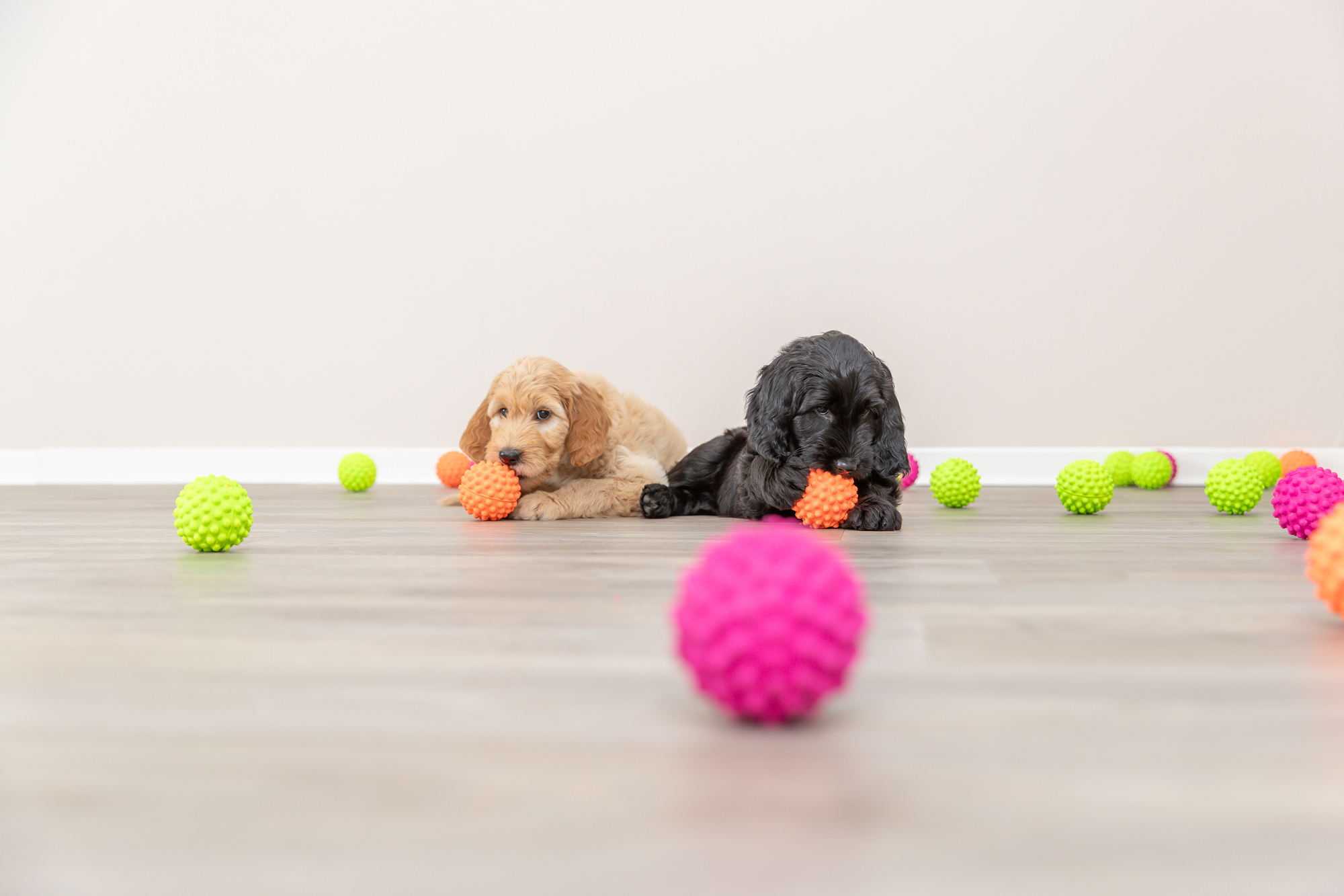 Trixie || ROYAL CANIN || Advance Verkoop 24 Trixie || ROYAL CANIN || Advance Verkoop -Trixie || ROYAL CANIN || Advance Verkoop image